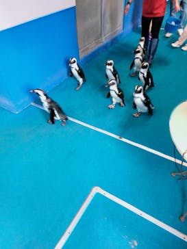 ゼロ距離水族館 伊勢シーパラダイスに投稿された画像（2021/10/17）