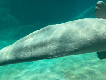 名古屋港水族館に投稿された画像（2021/10/17）