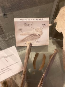 しながわ水族館に投稿された画像（2021/10/17）