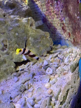 しながわ水族館に投稿された画像（2021/10/17）