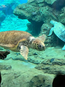 名古屋港水族館に投稿された画像（2021/10/17）