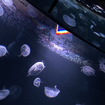 サンシャイン水族館に投稿された画像（2021/10/17）