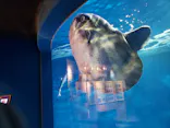 仙台うみの杜水族館に投稿された画像（2021/10/17）