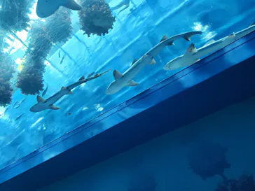 仙台うみの杜水族館に投稿された画像（2021/10/17）