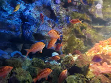 仙台うみの杜水族館に投稿された画像（2021/10/17）