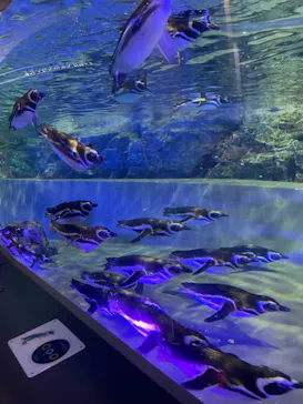 すみだ水族館に投稿された画像（2021/10/17）