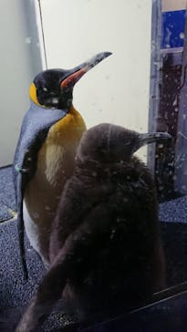 マクセル アクアパーク品川に投稿された画像（2021/10/17）