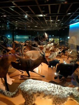 国立科学博物館に投稿された画像（2021/10/17）