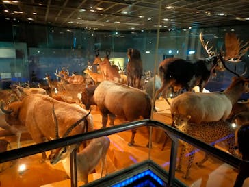 国立科学博物館に投稿された画像（2021/10/17）