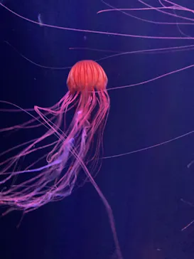 すみだ水族館に投稿された画像（2021/10/17）