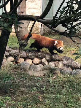 天王寺動物園に投稿された画像（2021/10/17）