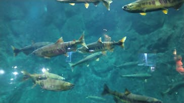 サケのふるさと 千歳水族館に投稿された画像（2021/10/17）