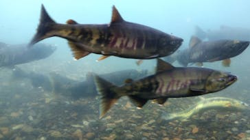 サケのふるさと 千歳水族館に投稿された画像（2021/10/17）