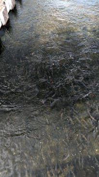 サケのふるさと 千歳水族館に投稿された画像（2021/10/17）