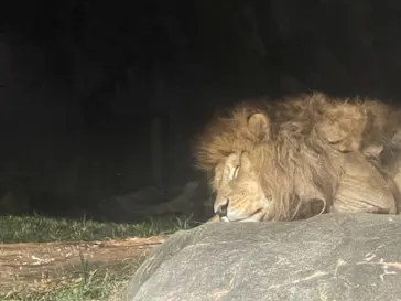 天王寺動物園に投稿された画像（2021/10/17）