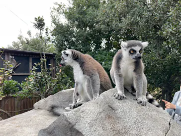 神戸どうぶつ王国に投稿された画像（2021/10/17）