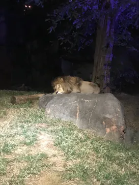 天王寺動物園に投稿された画像（2021/10/17）