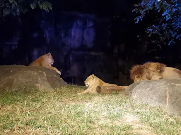 天王寺動物園に投稿された画像（2021/10/17）