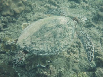 屋久島ガイドクラブに投稿された画像（2021/10/17）