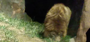 天王寺動物園に投稿された画像（2021/10/17）