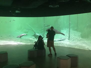 カワスイ 川崎⽔族館に投稿された画像（2021/10/17）