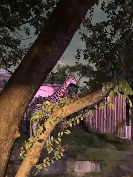 天王寺動物園に投稿された画像（2021/10/17）