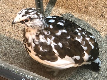 那須どうぶつ王国に投稿された画像（2021/10/17）