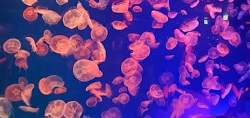 名古屋港水族館に投稿された画像（2021/10/17）