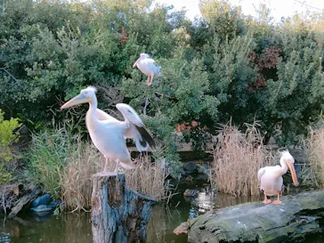 神戸どうぶつ王国に投稿された画像（2021/10/17）