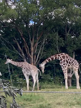 天王寺動物園に投稿された画像（2021/10/17）