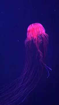 すみだ水族館に投稿された画像（2021/10/17）