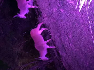 天王寺動物園に投稿された画像（2021/10/17）