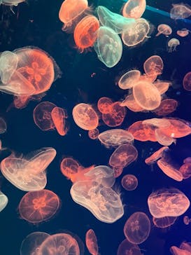 名古屋港水族館に投稿された画像（2021/10/17）