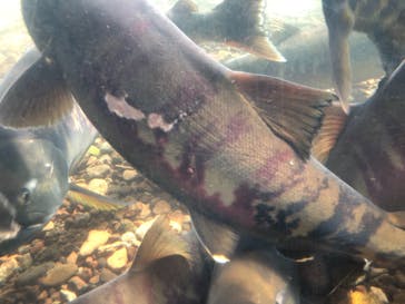 サケのふるさと 千歳水族館に投稿された画像（2021/10/17）