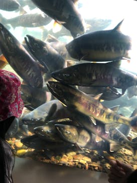 サケのふるさと 千歳水族館に投稿された画像（2021/10/17）