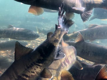 サケのふるさと 千歳水族館に投稿された画像（2021/10/17）