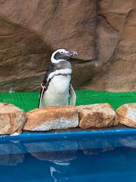 大分マリーンパレス水族館 「うみたまご」に投稿された画像（2021/10/17）