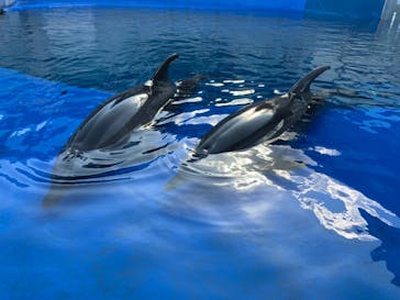 大分マリーンパレス水族館 「うみたまご」に投稿された画像（2021/10/17）