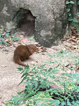 天王寺動物園に投稿された画像（2021/10/17）