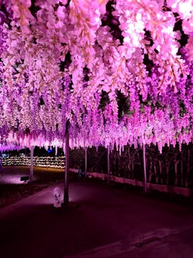 東京メガイルミに投稿された画像（2021/10/17）