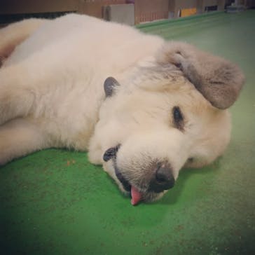 Moff animal world BIGHOPガーデンモール印西店に投稿された画像（2021/10/17）