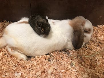 Moff animal world MARK IS みなとみらい店に投稿された画像（2021/10/17）