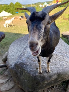 グリーンランドに投稿された画像（2021/10/17）