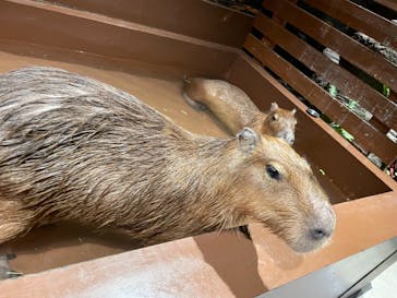 Moff animal world MARK IS みなとみらい店に投稿された画像（2021/10/18）