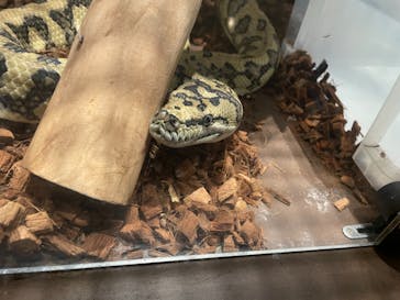 Moff animal world MARK IS みなとみらい店に投稿された画像（2021/10/18）