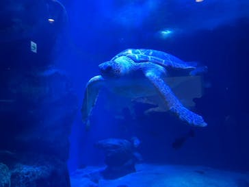 マクセル アクアパーク品川に投稿された画像（2021/10/18）