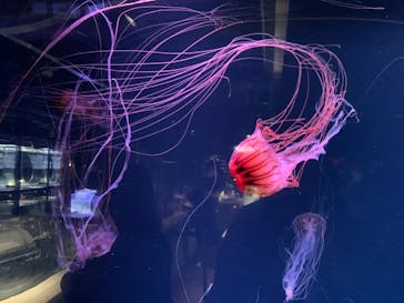 京都水族館に投稿された画像（2021/10/18）