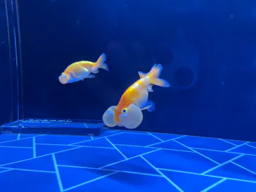 すみだ水族館に投稿された画像（2021/10/18）