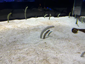 すみだ水族館に投稿された画像（2021/10/18）