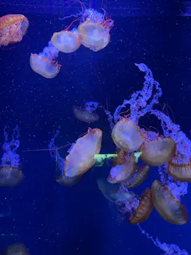 すみだ水族館に投稿された画像（2021/10/18）